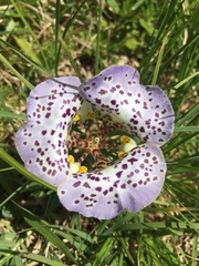 Cypella brasiliensis