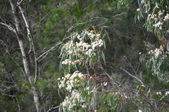 Eucalyptus sieberi