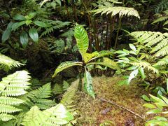 Cyrtandra confertiflora