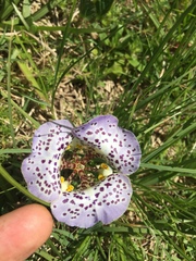 Cypella brasiliensis