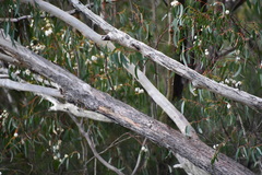 Eucalyptus sieberi