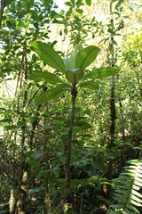 Cyrtandra confertiflora