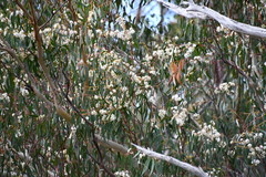 Eucalyptus sieberi