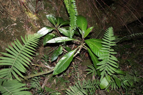 Cyrtandra confertiflora