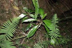 Cyrtandra confertiflora