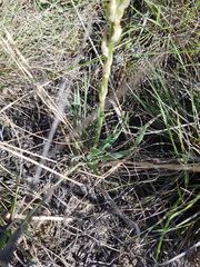 Chlorophytum transvaalense