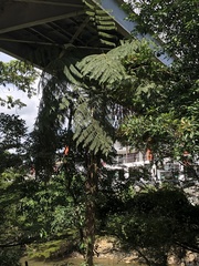 Sphaeropteris lepifera