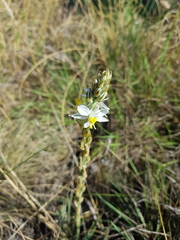 Chlorophytum transvaalense