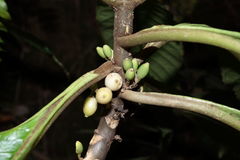 Cyrtandra confertiflora