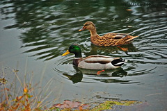 Anas platyrhynchos