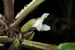 Cyrtandra confertiflora