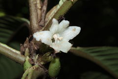 Cyrtandra confertiflora