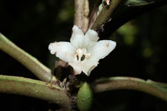 Cyrtandra confertiflora