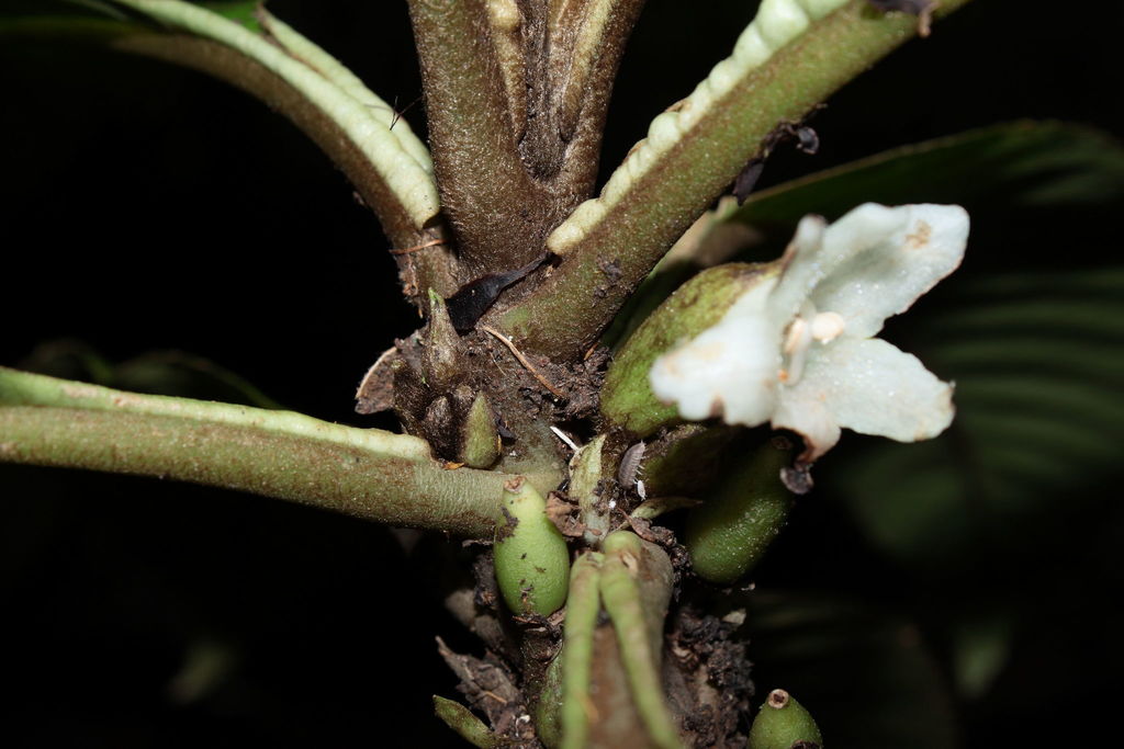 Cyrtandra confertiflora