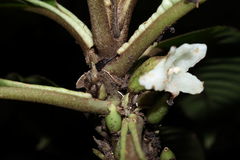 Cyrtandra confertiflora