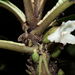 Cyrtandra confertiflora - Photo 由 Karl Magnacca 所上傳的 (c) Karl Magnacca，保留部份權利CC BY-NC