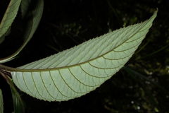 Cyrtandra confertiflora