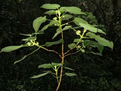 Cyrtandra cordifolia