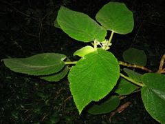 Cyrtandra cordifolia