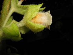 Cyrtandra cordifolia