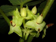 Cyrtandra cordifolia