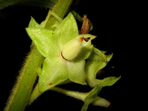 Cyrtandra cordifolia