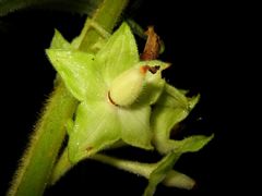 Cyrtandra cordifolia