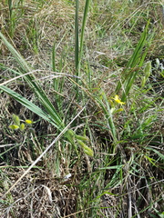 Hypoxis acuminata