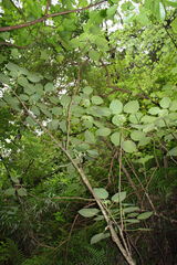 Cyrtandra cordifolia
