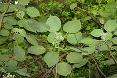 Cyrtandra cordifolia