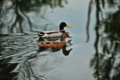 Anas platyrhynchos