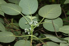 Cyrtandra cordifolia