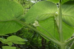 Cyrtandra cordifolia