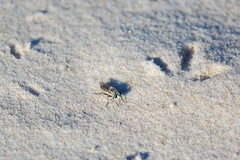 Laphystia texensis