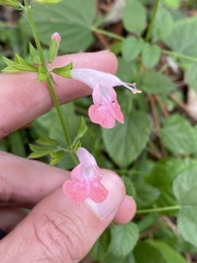 Salvia coccinea