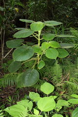 Cyrtandra cordifolia