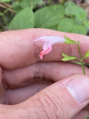 Salvia coccinea