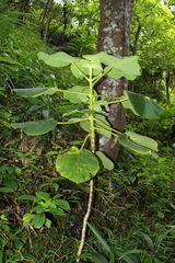 Cyrtandra cordifolia