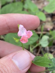 Salvia coccinea
