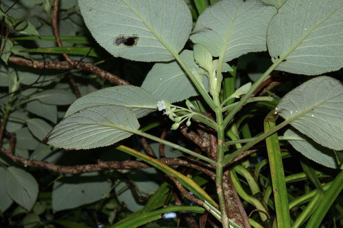 Cyrtandra dentata
