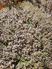 Racomitrium pruinosum