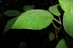 Cyrtandra dentata