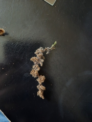 Racomitrium pruinosum