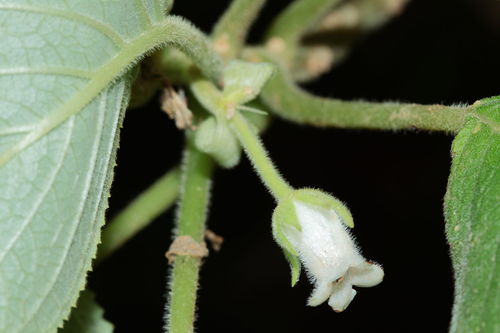 mountain cyrtandra (Cyrtandra dentata)