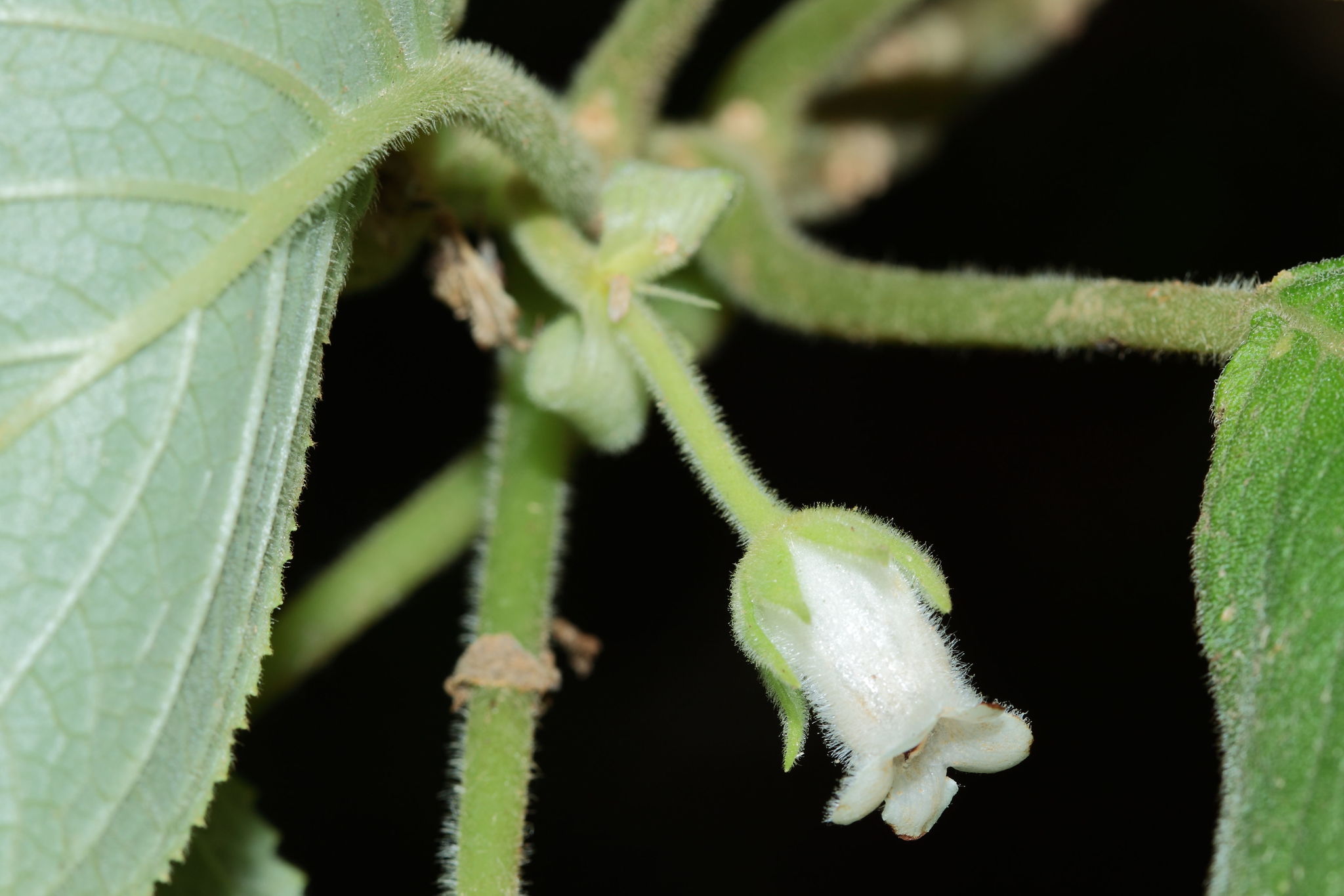 Cyrtandra dentata