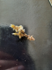 Racomitrium pruinosum