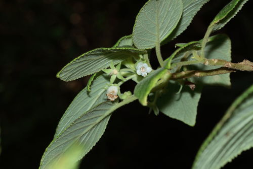 Cyrtandra dentata observed 2010-02-20
