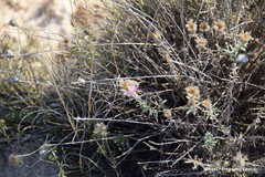 Centaurea hyssopifolia