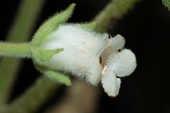 Cyrtandra dentata