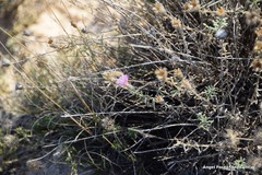 Centaurea hyssopifolia